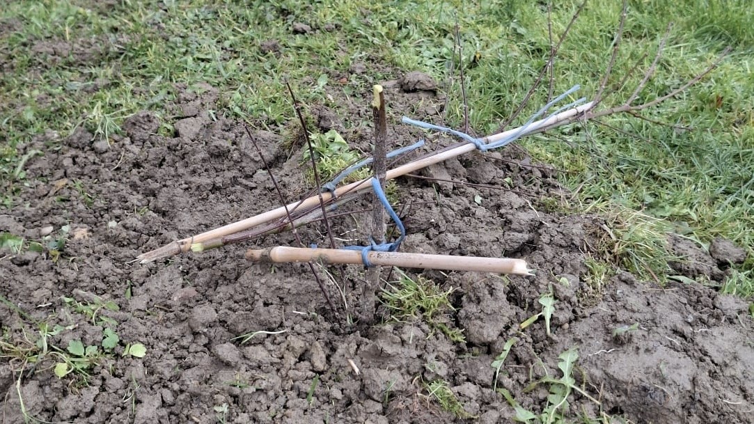 Polomili na desetke tek posađenih mladih sadnica