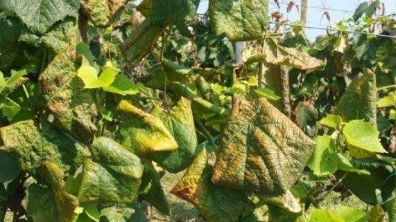 Mogućnost sufinanciranja krčenja vinograda